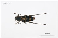 藏品(紅領虎天牛)的圖片